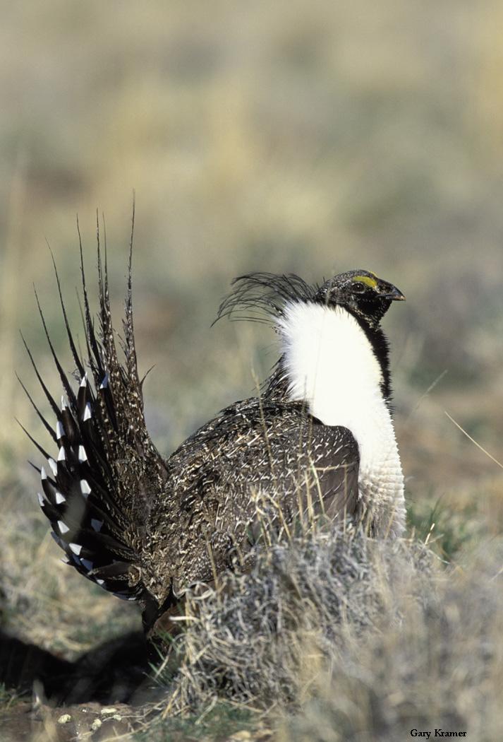 Sage Grouse